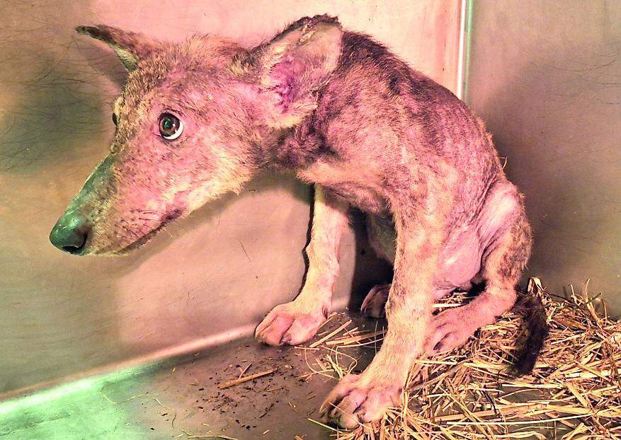 Piccolo di lupo trovato con la rogna: «Molti cuccioli morti per questo»