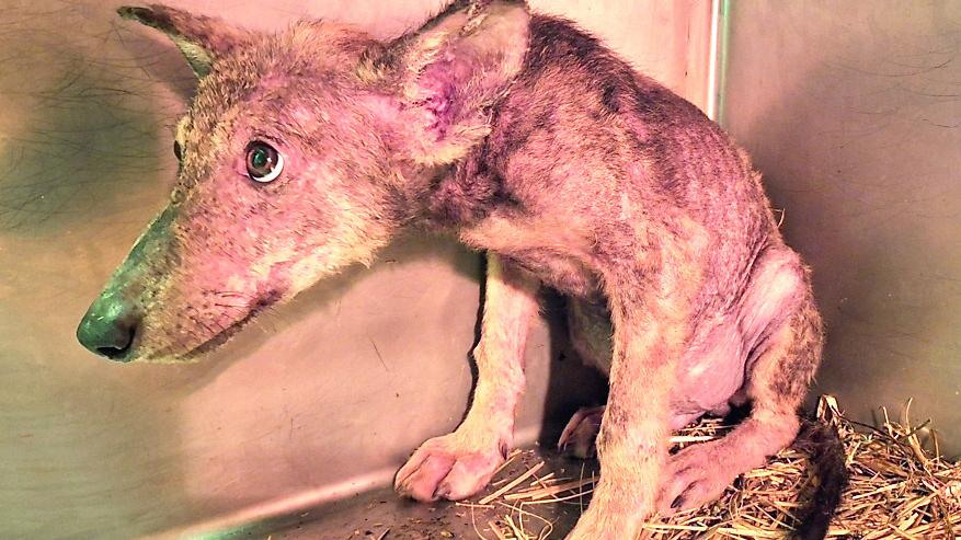 Piccolo di lupo trovato con la rogna: «Molti cuccioli morti per questo»