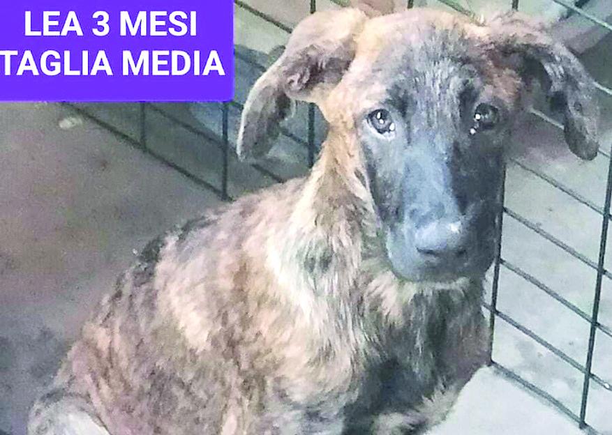 Santa Bianca, cucciola sbranata nel rifugio di cani sotto accusa. La volontaria: «Ecco tutta la verità»