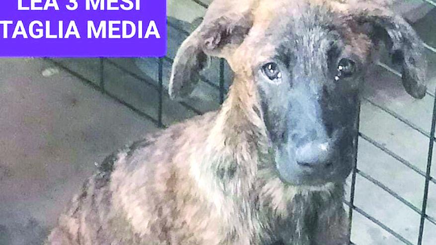 Santa Bianca, cucciola sbranata nel rifugio di cani sotto accusa. La volontaria: «Ecco tutta la verità»