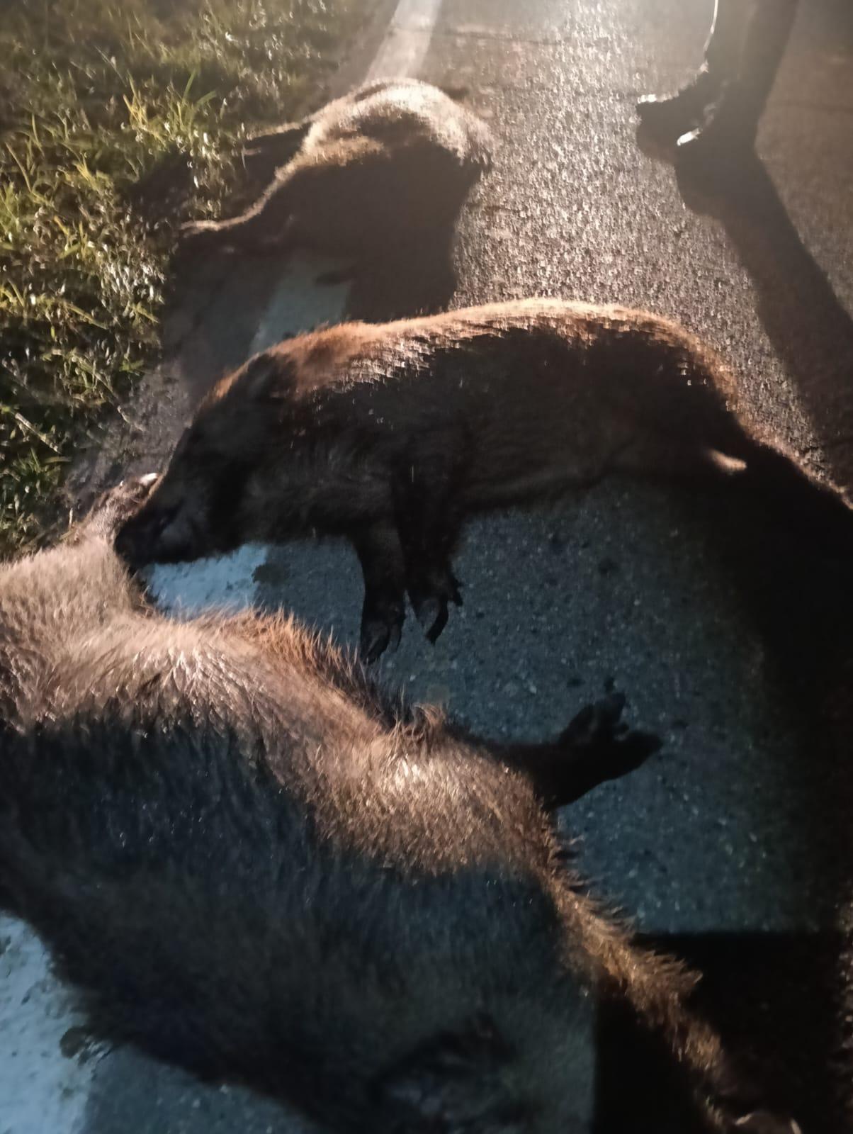 Quattro cinghiali travolti e uccisi su via Freddi
