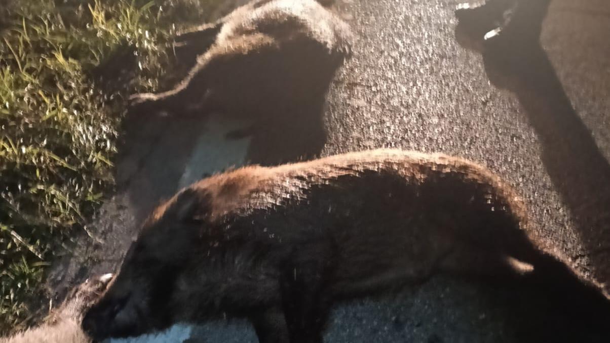 Quattro cinghiali travolti e uccisi su via Freddi