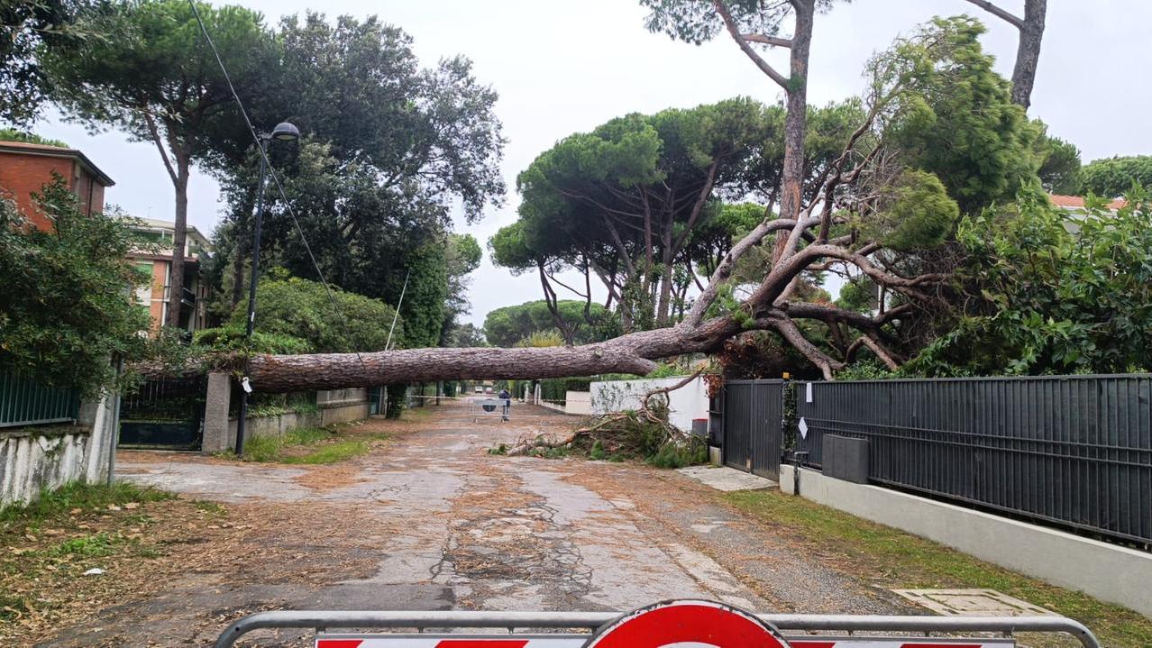 L'albero caduto a Lido di Camaiore