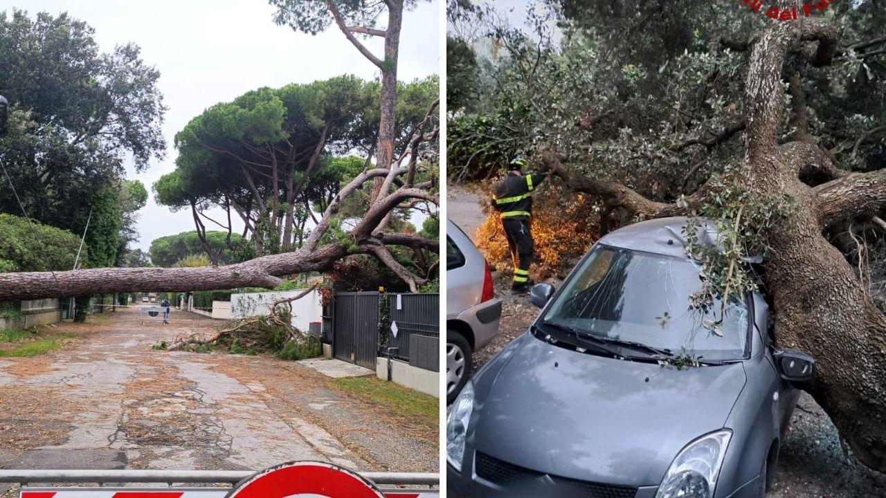 Alberi caduto a Lido di Camaiore e a Livorno