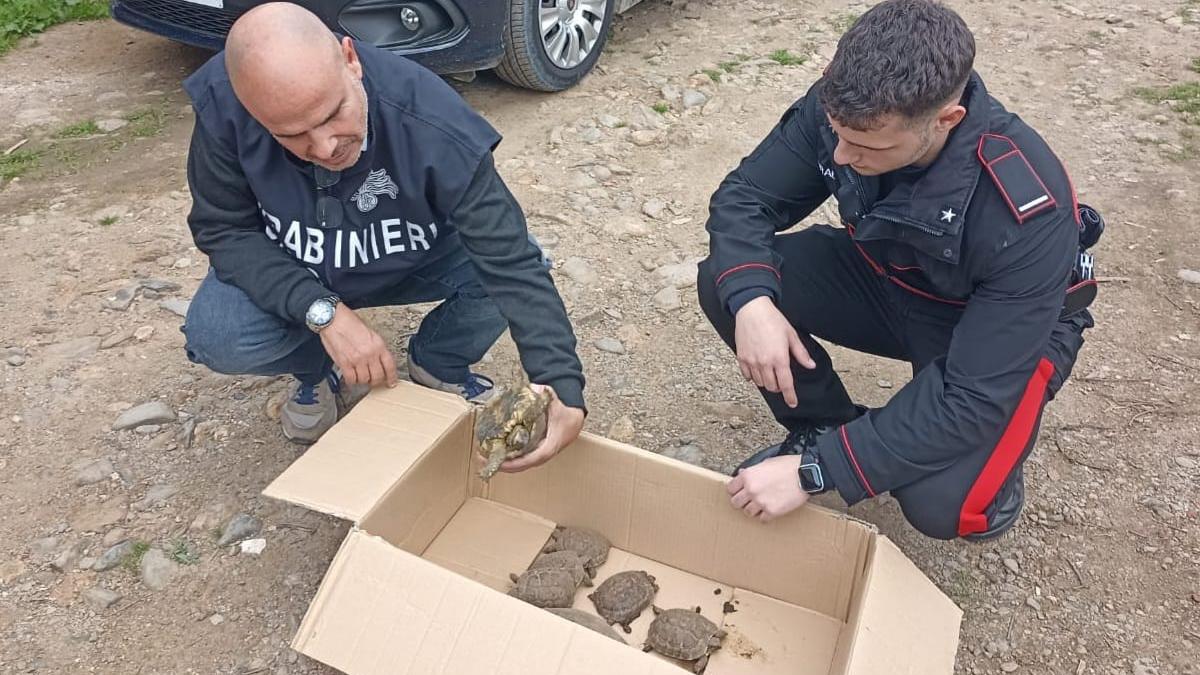 Traffico internazionale di droga, a casa di un arrestato anche animali protetti