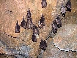 Arrivano le bat box, quattro casette per i pipistrelli