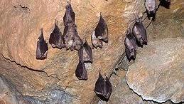 Arrivano le bat box, quattro casette per i pipistrelli