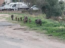 Emergenza cinghiali, no agli abbattimenti: saranno catturati con le gabbie-trappole