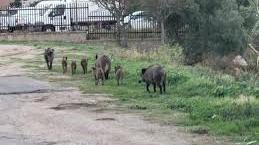 Emergenza cinghiali, no agli abbattimenti: saranno catturati con le gabbie-trappole