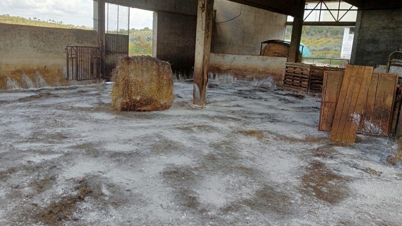 L’ovile sanificato con la calce