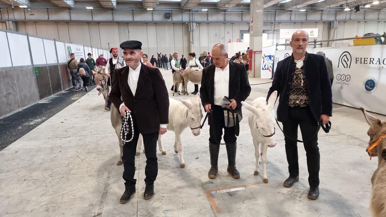 Gli asinelli bianchi dell’Asinara Fisietto, Tilicherta ed Eolo modelli per un giorno