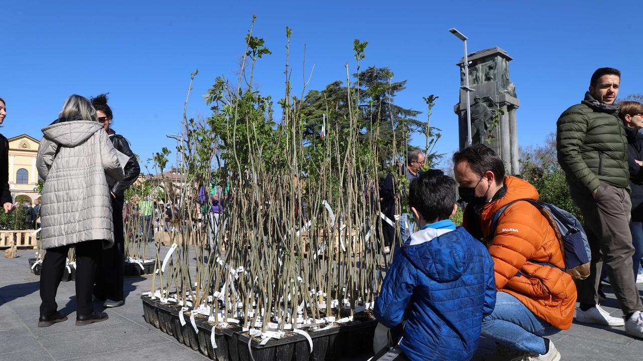 Giornata nazionale dell’albero: in regalo oltre 4.800 piante