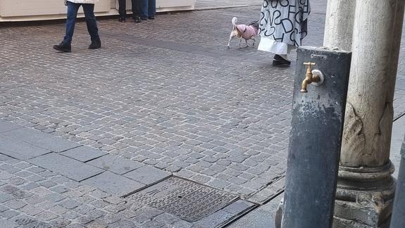 «Niente Pfas nell’acqua della fontanella». L’indagine di Altroconsumo anche a Ferrara