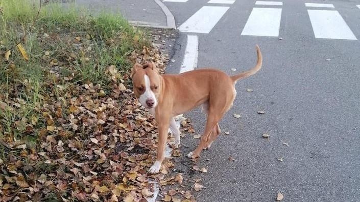 Castelfranco, c'è un pitbull a piede libero vicino al parco giochi