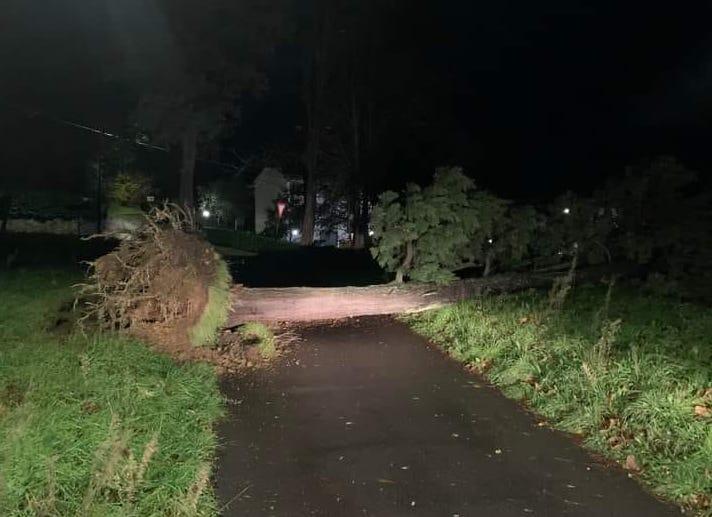 
	L'albero caduto a Morandaccio


