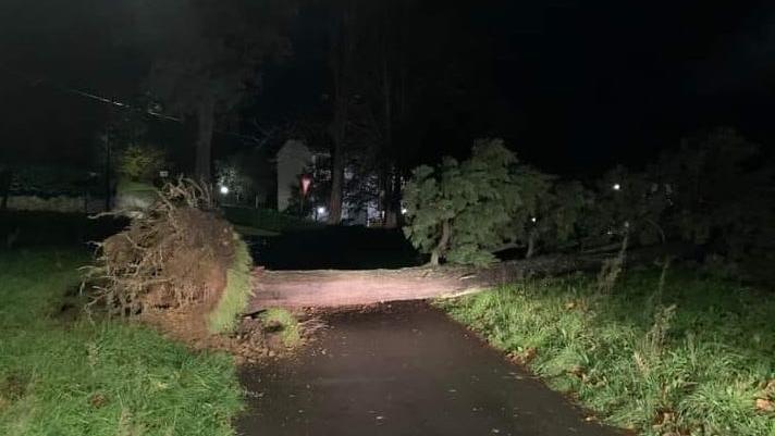 L'albero caduto a Morandaccio