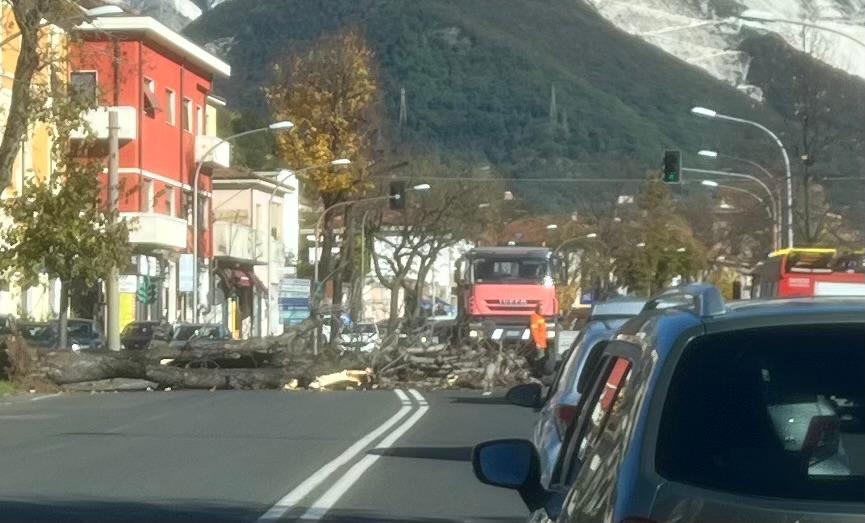 
	L'albero caduto

