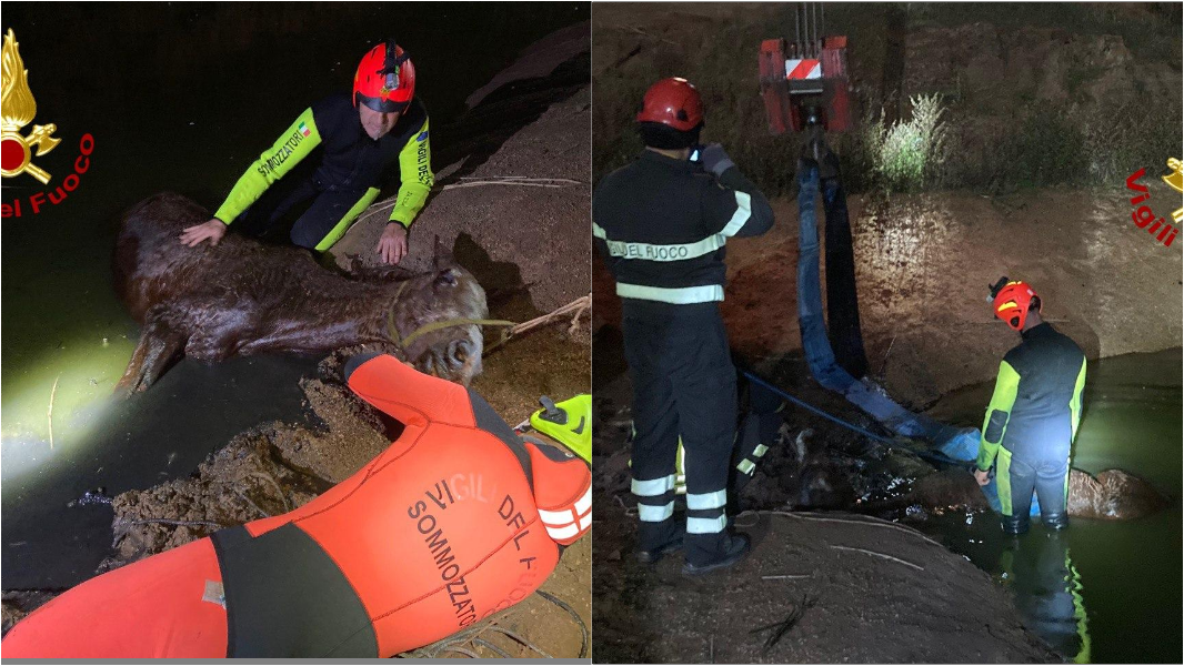 
	Il salvataggio del cavallo&nbsp;

