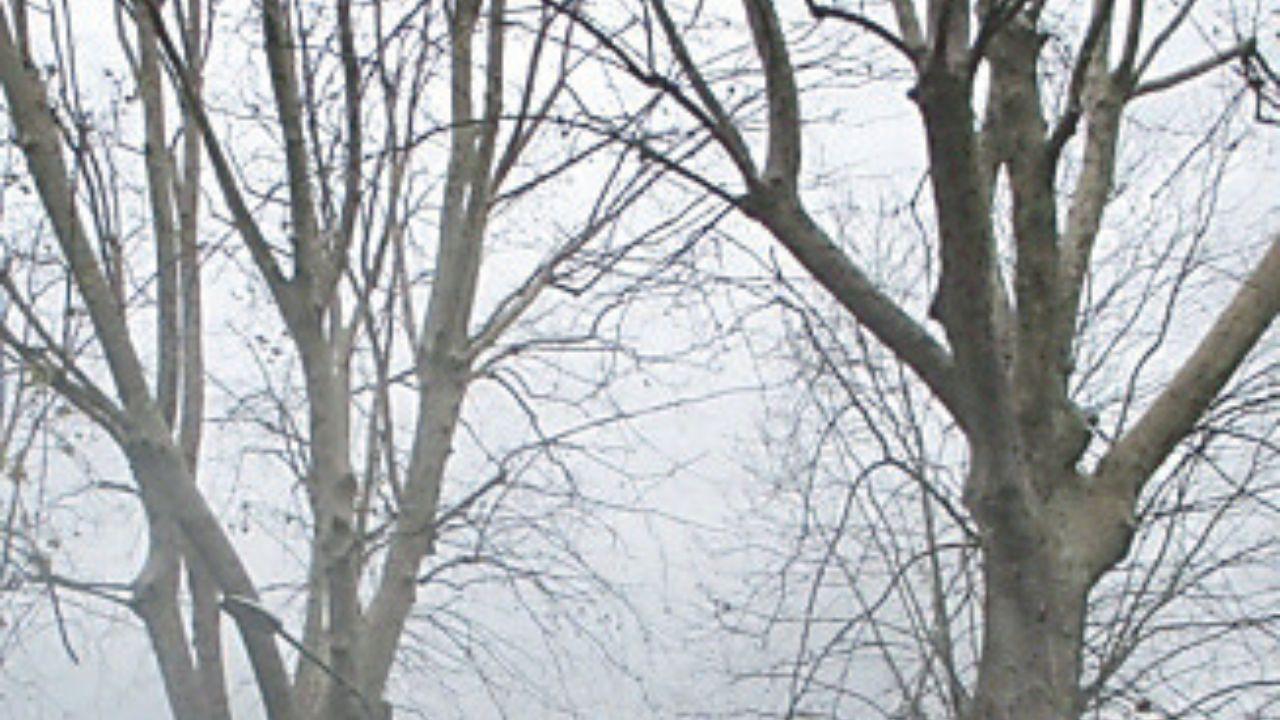 Due degli alberi morti