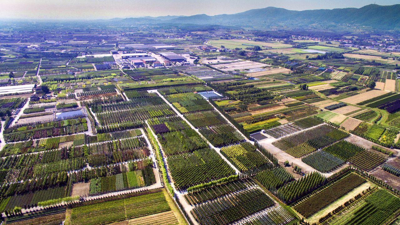 Un’immagine dei vivai della Piana tra Pistoia e Prato (foto Gori)