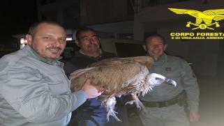 Dorgali, la Forestale salva un grifone in difficoltà
