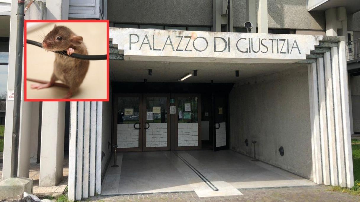 Il black out del topo nel Tribunale di Prato non è stato ancora risolto