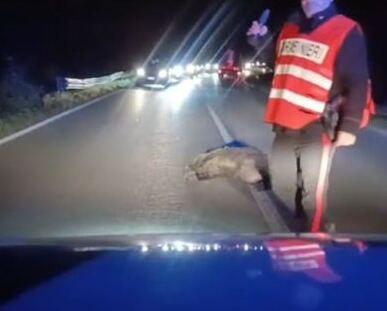 Travolge un cinghiale e vola nel fosso con la moto