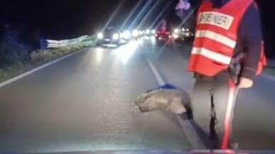 Travolge un cinghiale e vola nel fosso con la moto