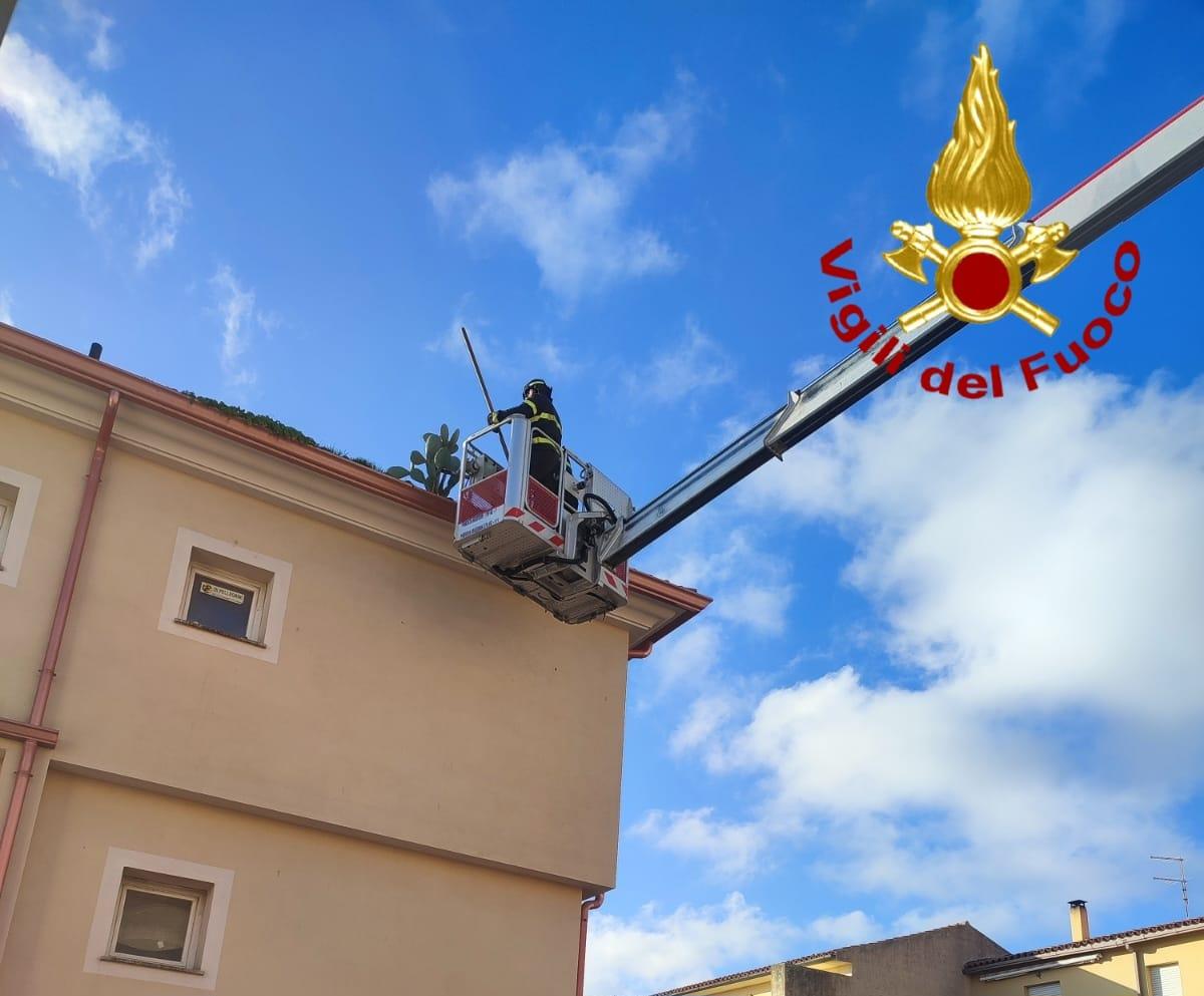 Fico d’India cresce sul tetto di una casa: singolare intervento dei vigili del fuoco
