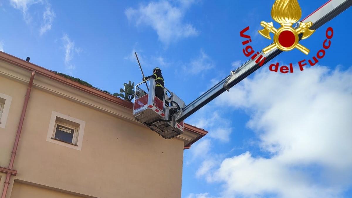 Fico d’India cresce sul tetto di una casa: singolare intervento dei vigili del fuoco