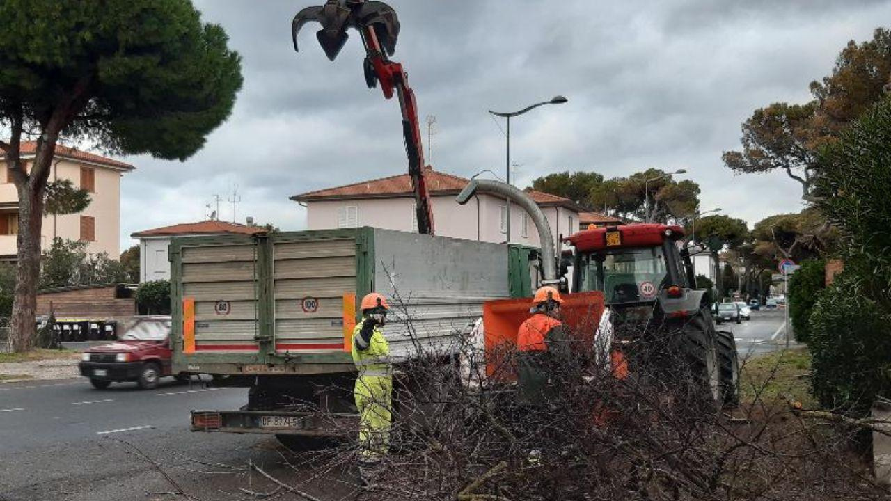 L'’abbattimento di un albero infetto (foto archivio)