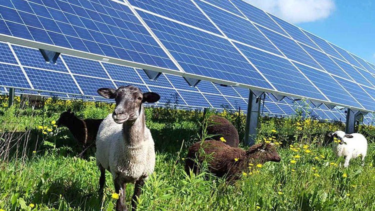 In alto un impianto agrivoltaico sopra un pascolo di ovini: è il tipo di struttura che Iren vuole realizzare a Treggiaia