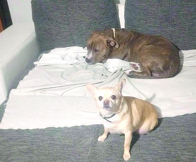 I ladri entrano in casa, non trovano niente e picchiano i cani