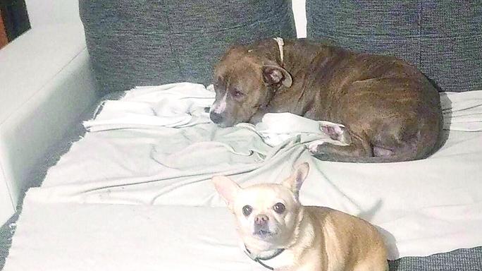 I ladri entrano in casa, non trovano niente e picchiano i cani