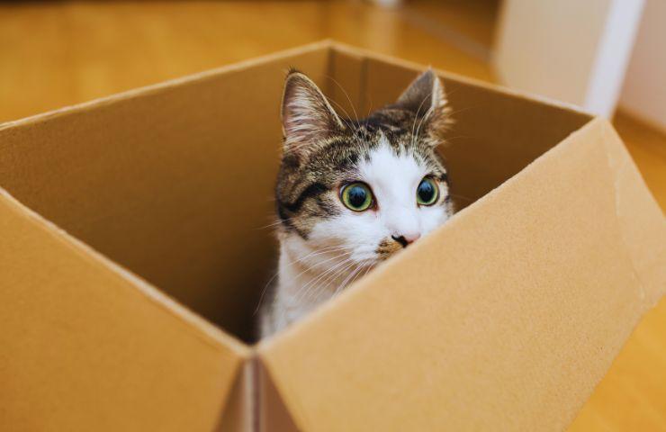 Arrivano pene più severe per chi maltratta gli animali