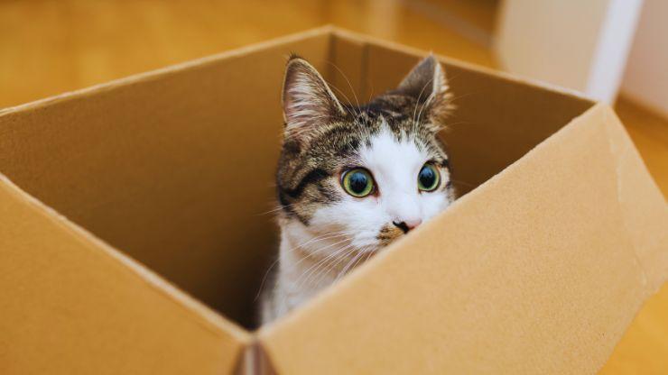 Arrivano pene più severe per chi maltratta gli animali