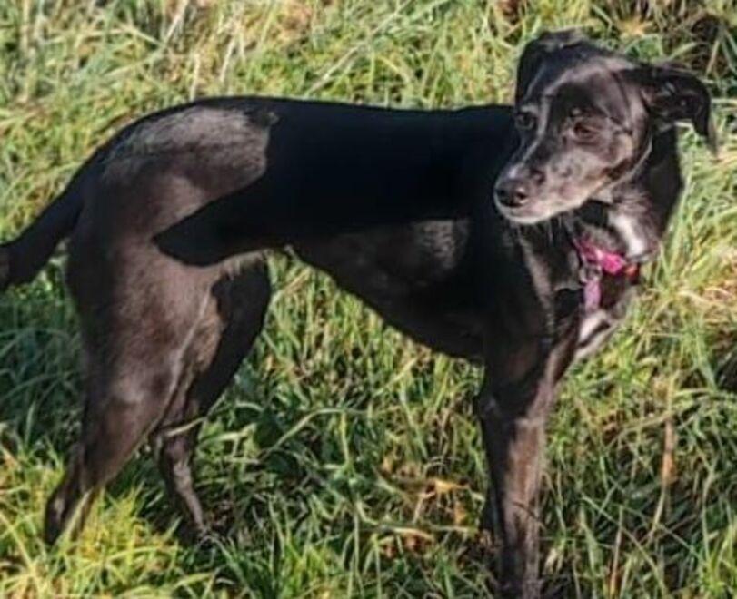 Scomparsa a Vada la cagnolina Maya: «Siamo distrutti, aiutateci a ritrovarla»