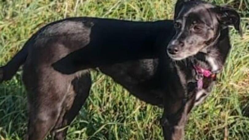 Scomparsa a Vada la cagnolina Maya: «Siamo distrutti, aiutateci a ritrovarla»