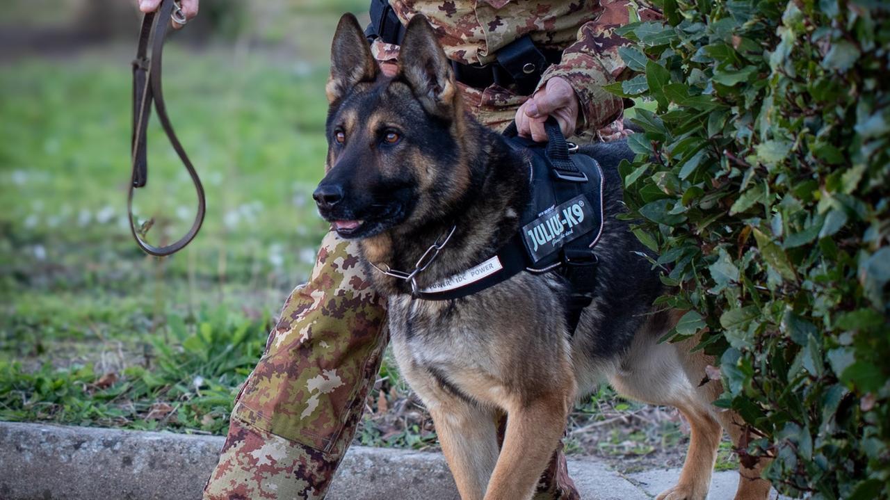 Munizioni illegali e droga: 63enne denunciato