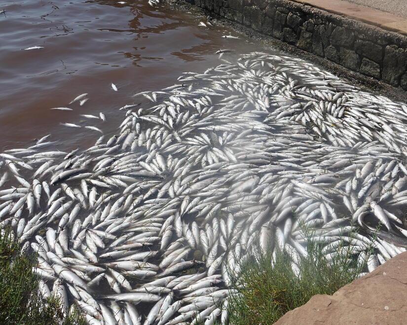 
	La moria di pesci in laguna avvenuta l&rsquo;estate scorsa (foto Enzo Russo)

