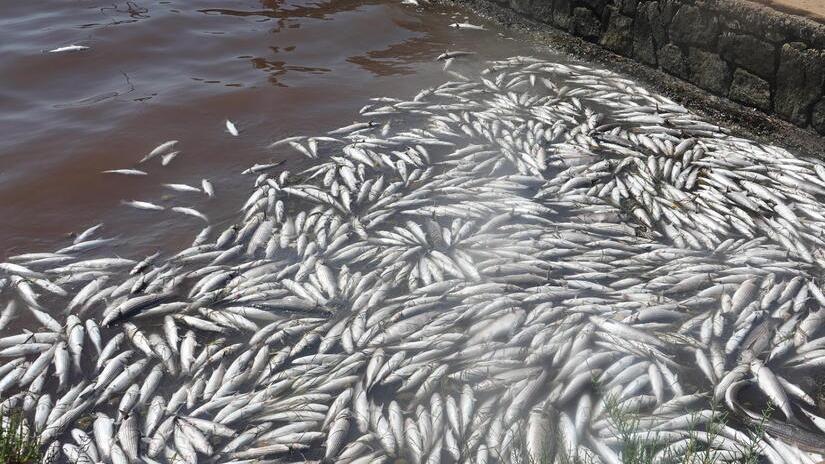 La moria di pesci in laguna avvenuta l’estate scorsa (foto Enzo Russo)