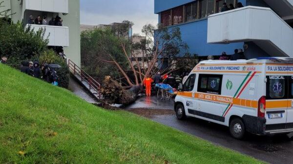 L'albero caduto nel campus universitario di Fisciano