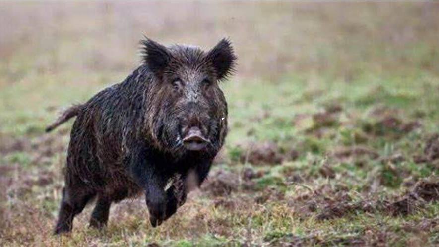 Peccioli, il cacciatore è stato ferito alla gamba da un altro uomo: ora è sotto indagine