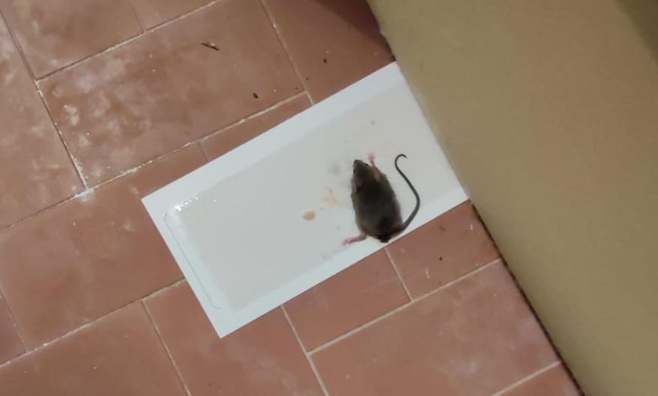 Cento, Caldarone (FdI) attacca il Comune: «I bambini tra muffa e topi»