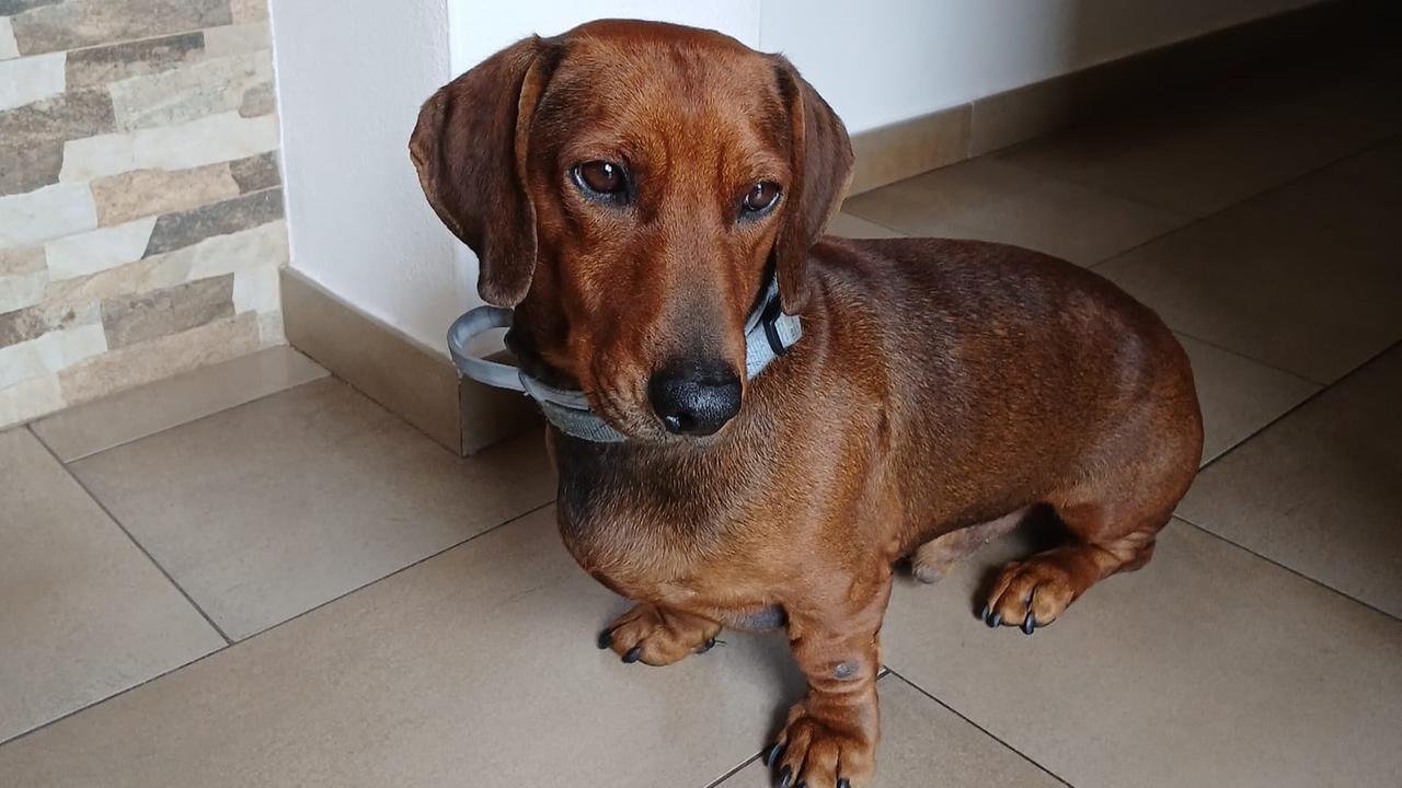 Il cane Camillo salva un giovane in coma etilico: «Non smetteva di abbaiare»