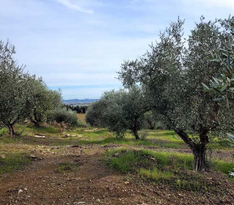 Olive in Toscana, è un anno di boom di produzione: l’effetto sui prezzi