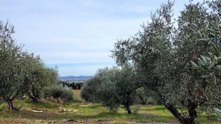 Olive in Toscana, è un anno di boom di produzione: l’effetto sui prezzi