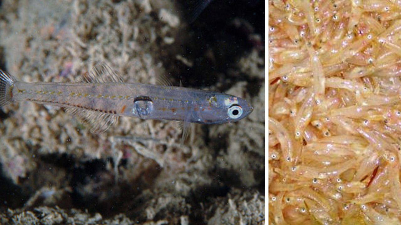 Toscana, l’Europa ha autorizzato ancora per un anno la pesca al rossetto