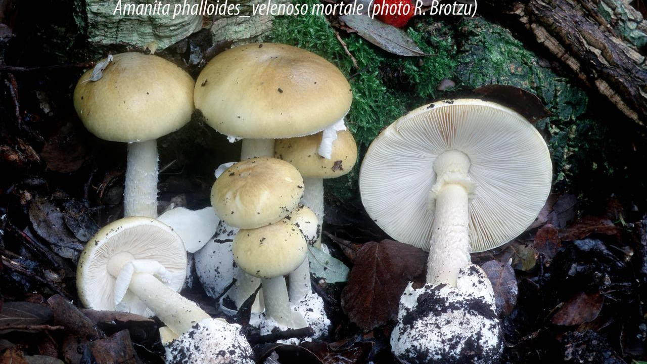 Il fegato nuovo su un volo di Stato: la corsa contro il tempo ha salvato la vita all’uomo avvelenato da funghi