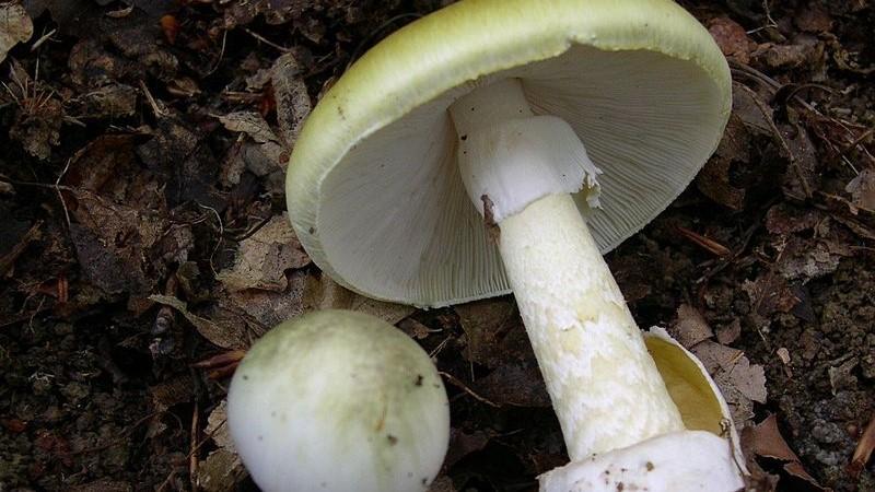 Mangia l’amanita falloide, gravissimo un 75enne di Olbia